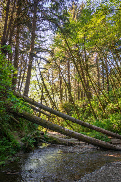 istock Fern Canyon at Redwood National Park 2204845833