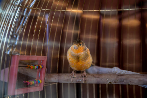 Domesticated Cape Weaver, Western Cape, South Africa,