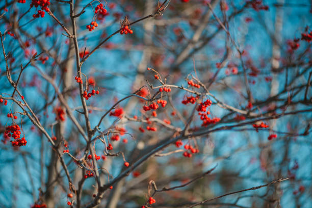 Clusters of bright red rowan berries hanging from the bare branches of a tree, illuminated by the soft glow of the winter sun, create a captivating picture of nature's resilience.