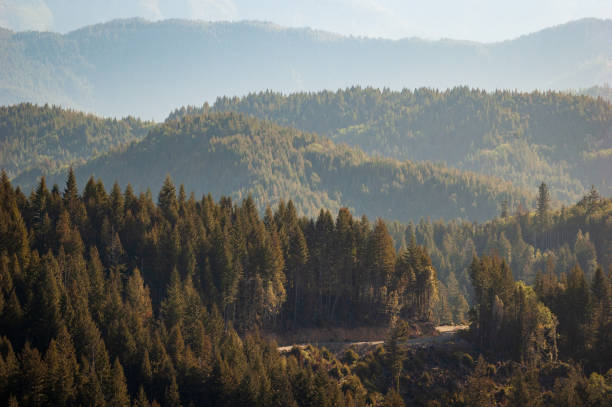istock Forest Overlook at Redwood National Park 2204847428