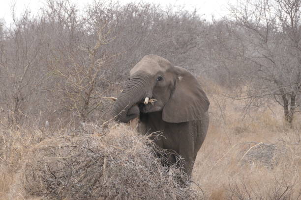 Hluhluwe-Imfolozi Park is the oldest Nature Reserve in Africa. It is located in Central KwaZulu Natal and throughout the Park there are many signs of Stone Age and iron smelting sites.