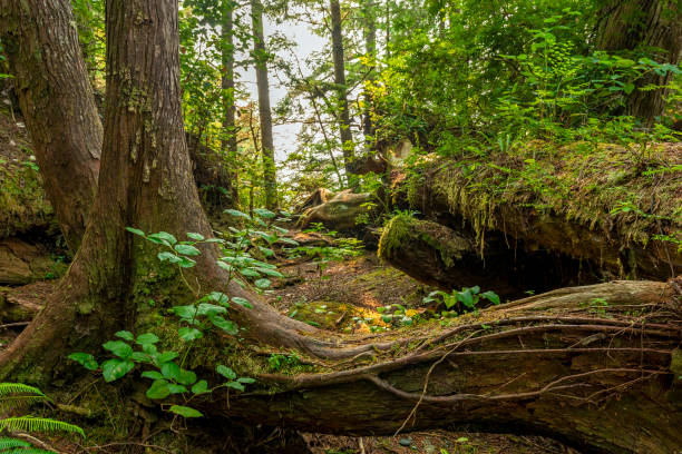Hiking path landscape with trees and plants, Pacific Rim National Park, Tofino, Vancouver Island, Canada.