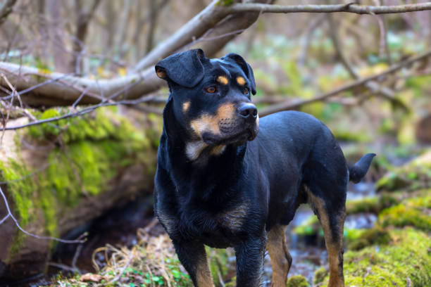 The dog has a black coat with tan markings on its muzzle and chest. In the background, trees covered in moss and fallen leaves are visible.