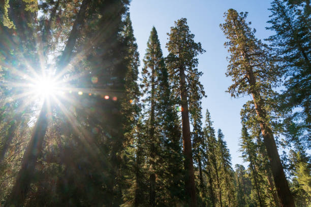 Sequoia National Park in the Sierra Nevada mountains