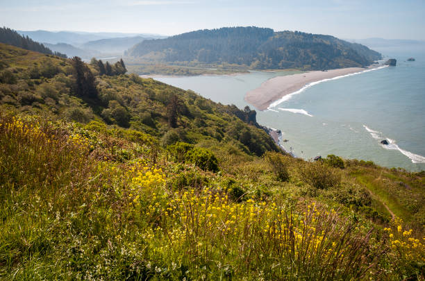 istock The Pacific Coast at Redwood National Park 2204850799