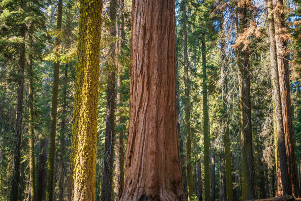 Sequoia National Park in the Sierra Nevada mountains