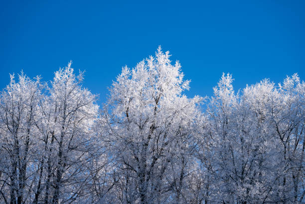 istock Snow-covered trees rising against bright blue sky, presenting pristine winter landscape with soft, peaceful atmosphere and pure natural scenery 2204851504