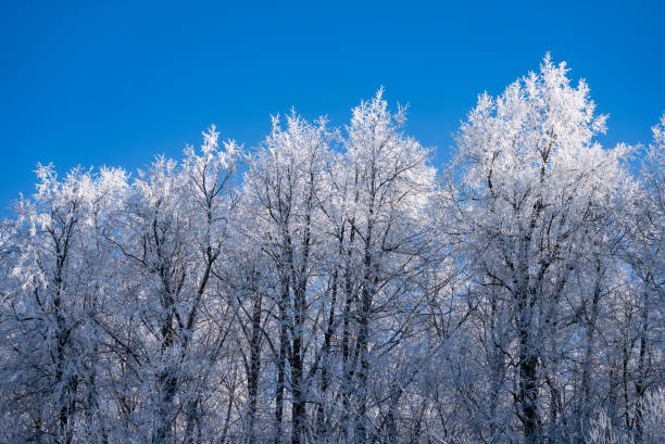 istock Hoarfrost coating leafless trees with sparkling ice crystals, creating ethereal winter landscape against bright blue sky backdrop 2204851650