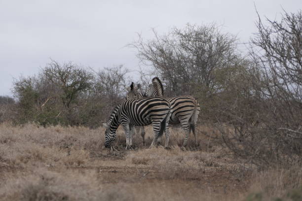Zebra with blue storm sky. Burchell's zebra, Equus quagga burchellii, Zambia, Africa. Wild animal on the green meadow during sunset. Wildlife nature, beautiful evening light.