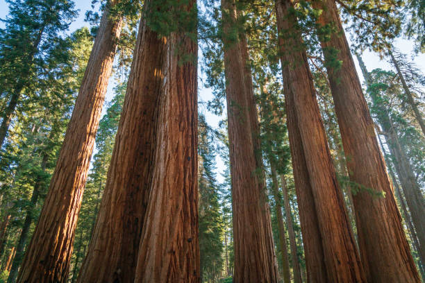 istock Trees in the Morning Sunlight, Sequoia National Park 2204854112