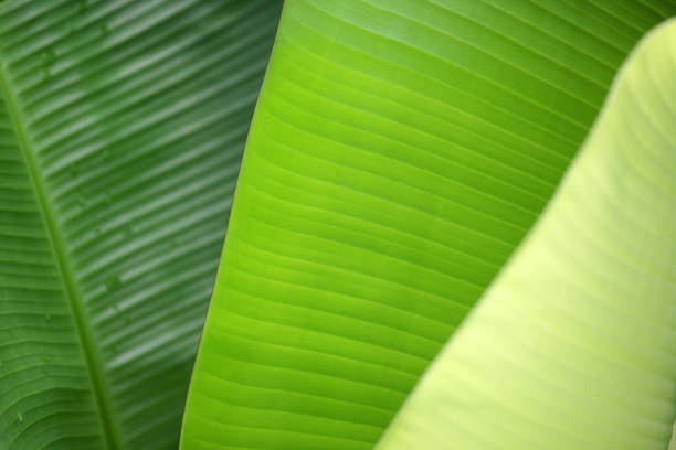 Close-up view of vibrant green leaves showcasing intricate textures and patterns. This image captures the beauty of nature and emphasizes freshness and growth.