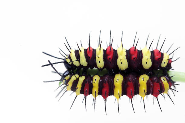 istock Colorful Spiny Caterpillar on Branch Against White Background 2204854392