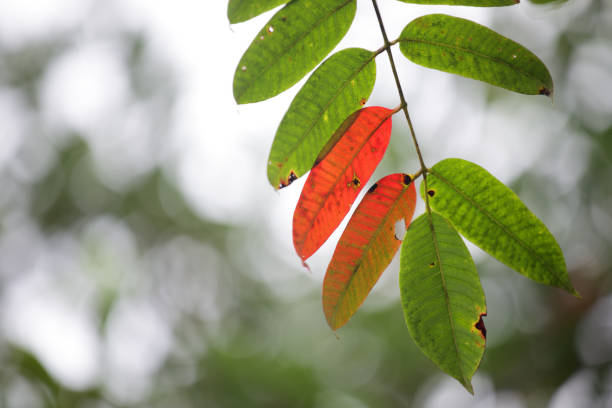 A close-up view of colorful leaves in various shades of green and red, showcasing the beauty of autumn. The soft focus background enhances the vibrant colors.