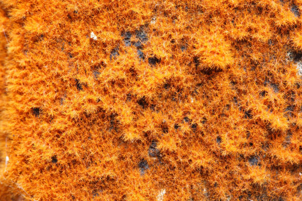 istock Bright and Vivid Orange Fuzzy Texture on Surface of Nature Element 2204854474