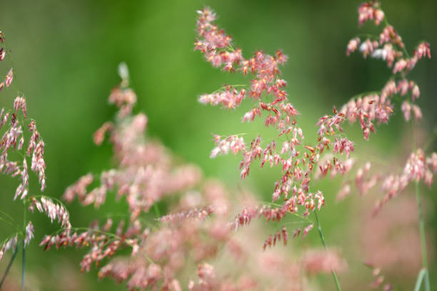 Soft pink grass blades sway gently in a vibrant green field, creating a serene and tranquil atmosphere. Perfect for nature-themed projects or backgrounds.