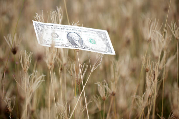 A solitary one-dollar bill stands out in a serene field of tall grass, symbolizing money's connection to nature and value. The rich details capture simplicity and beauty.