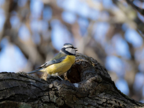 istock A singing Blue Tit sitting on the branch of an old tree. 2204854640