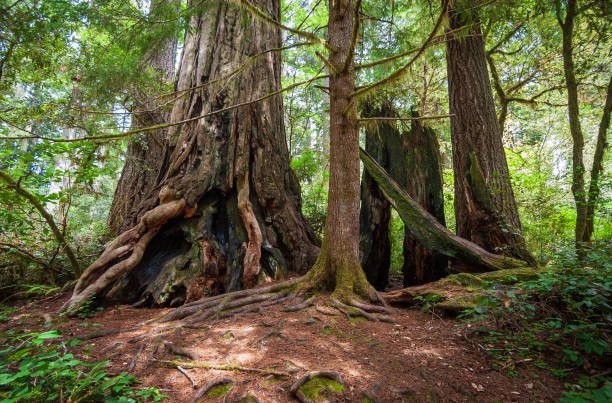 istock Towering Redwoods at Redwood National Park 2204854685