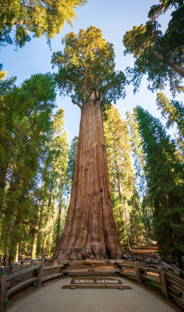 istock The General Sherman Tree at Sequoia National Park 2204855187