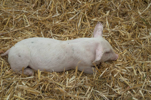 A piglet sleeps on hay