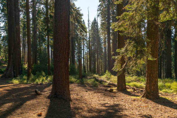 Sequoia National Park in the Sierra Nevada mountains.