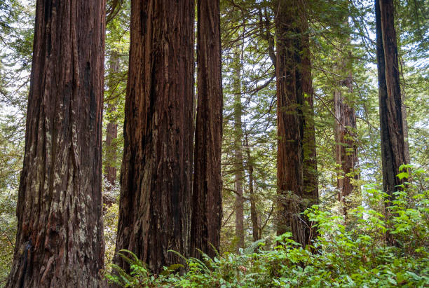 istock Towering Redwoods at Redwood National Park 2204856228