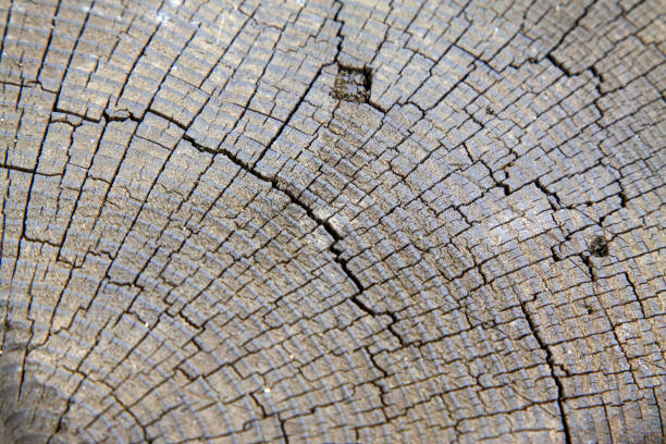 Wooden cross section