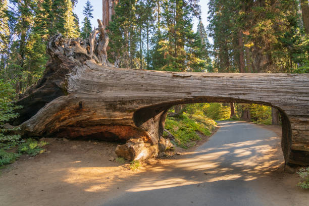 istock Car tunnel at Sequoia National Park 2204856434