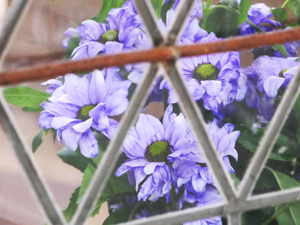 Flowers blooming on the veranda.