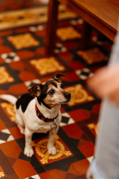 istock Cute dog waiting for food 2204857788