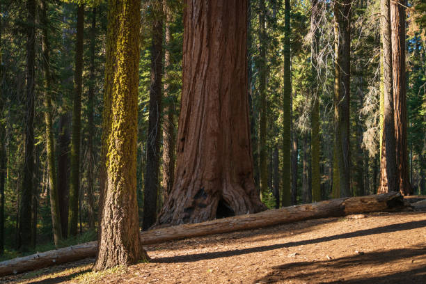 Sequoia National Park in the Sierra Nevada mountains