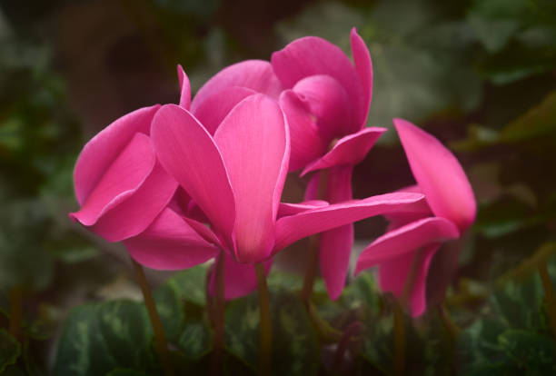 Beautiful purple Cyclamen flowers close up. spring floral background.