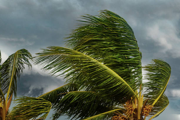 istock Palm leaves sway in a strong wind during a tropical storm. 2204859091