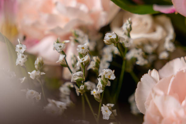 istock delicate white flowers with tiny blossoms and slender green stems gracefully arranged among soft pastel petals, creating a dreamy and romantic floral composition 2204859282