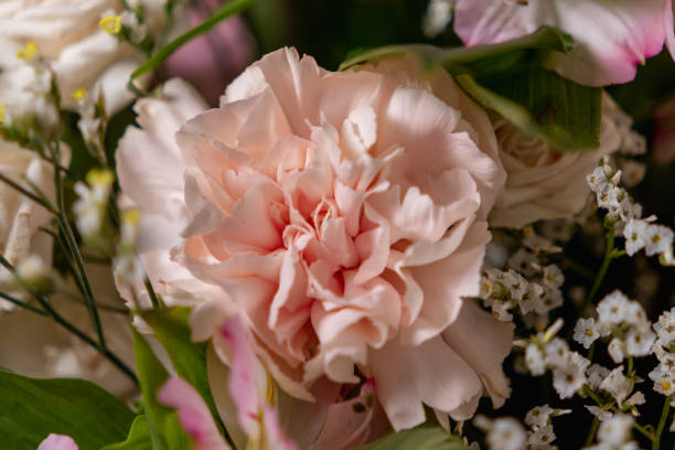 istock soft pink carnation in full bloom with delicate, ruffled petals surrounded by lush greenery and tiny white blossoms, capturing the beauty of nature up close 2204859302