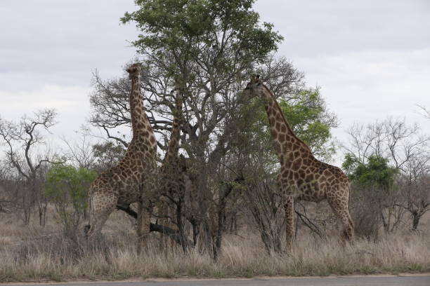 safari in south africa