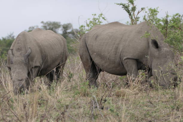 istock safari in south africa 2204859379