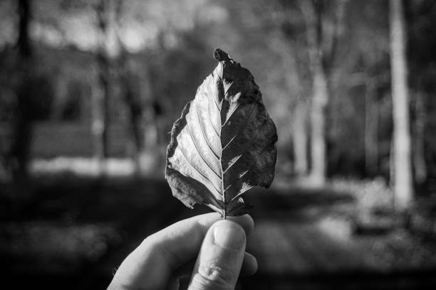 istock Cropped hand holding a dry leaf in black and white 2204859619