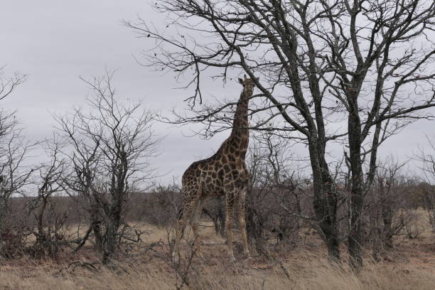 istock safari in south africa 2204860646