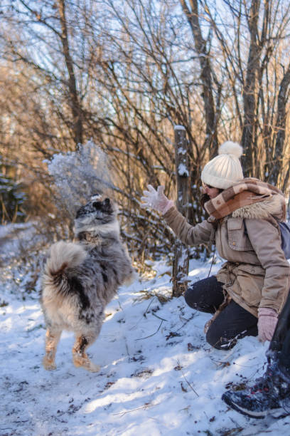 istock Dogs having fun with their human friend on snow 2204860807