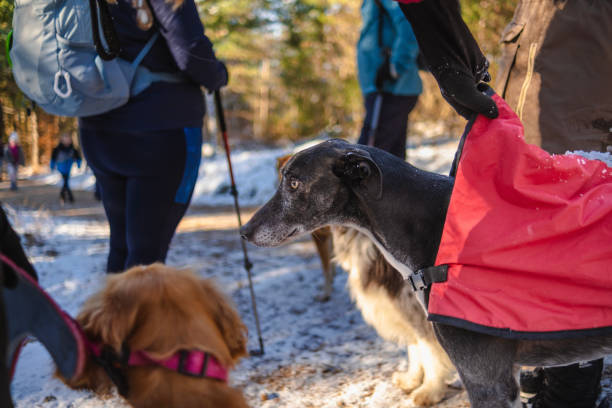 One sad looking Greyhound with a red hoodie waiting for his human friend