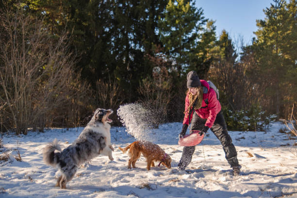Woman throwing snow at a Australian Shepard as a part of their Winter game in the snow
