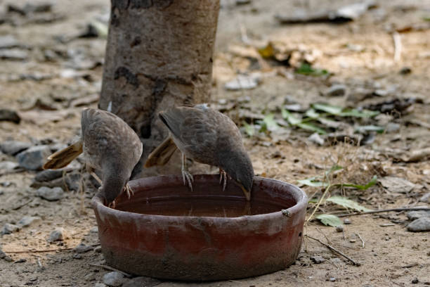 pair of Jungle Babbler (Argya striata) drinking from a brown water bowl