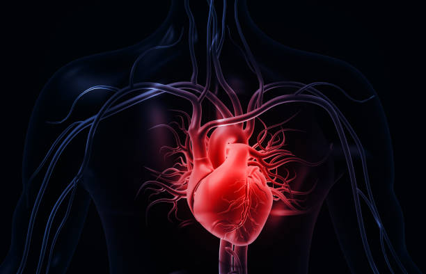 istock Human heart anatomy 2204862901