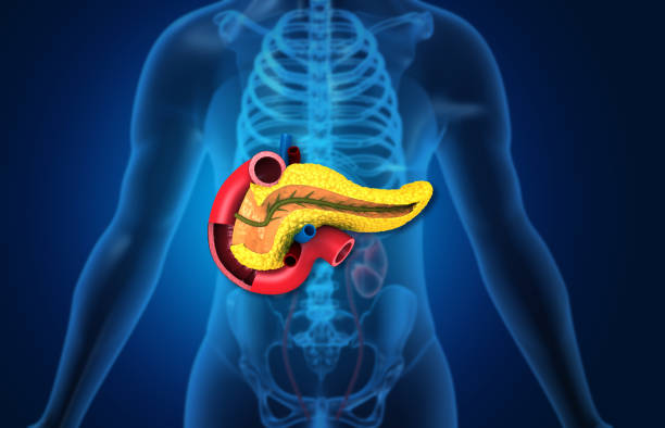 istock Human pancreas anatomy with human body 2204863309