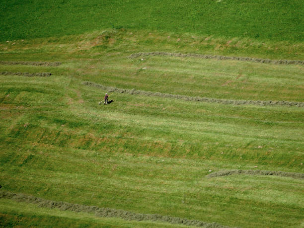 The alpine farmer feeds himself laboriously