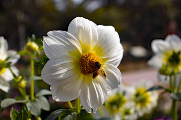 white Dahlia flower (family Asteraceae) isolated on a natural background