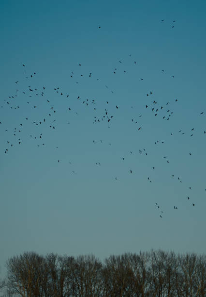 istock Lots of jackdaws flying above the trees 2204864564