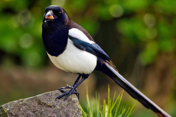 Magpie Portrait