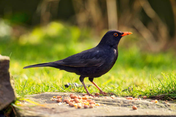 Beautiful Blackbird posing near bird seed in a Welsh garden.